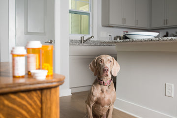 Dog waiting to take gabapentin prescription