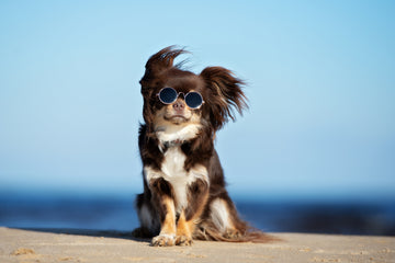 Small dog with long hair sitting outside in the sun with sunglasses on