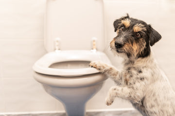 Dog putting his paw on an open toilet in bathroom