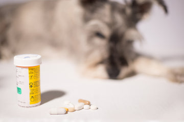 Blurred photo of dog with a pill bottle and pills in focus in the foreground 