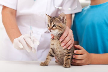 Kitten receiving vaccination from veterinarian 