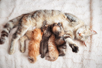 How Long Do Kittens Nurse?