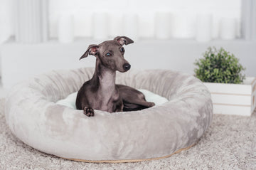 Greyhound dog lying on dog bed