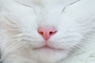 Is Your Cat's Nose Bleeding? Everything You Need To Know.