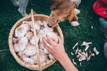 Can Dogs Eat Mushrooms?