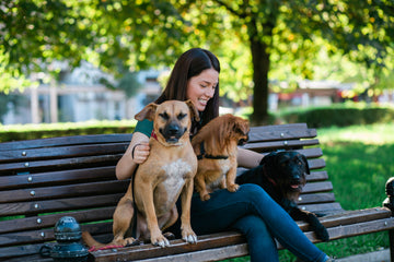 Woman sitting on bench in park with dogs of varying sizes.