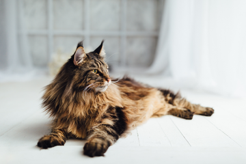 Picture of Maine Coon cat