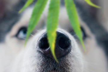Close up of dog nose in front of marijuana leaf