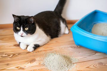 Best Cat Litter For Odor