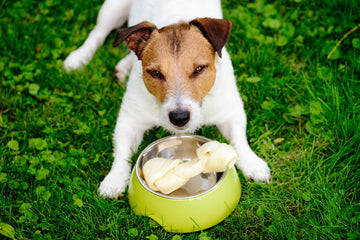 Dog guarding bone in food bowl