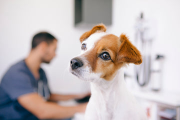 Image of a dog at a veterinarian’s office.