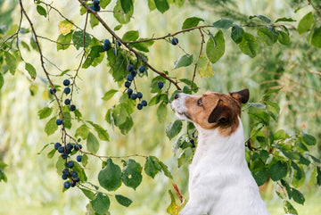 Can Dogs Have Plums?