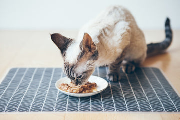 Cat eating wet food on floor mat