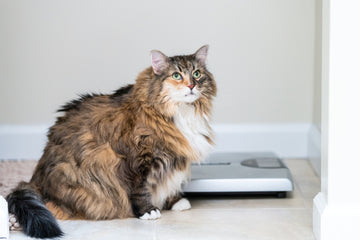 Overweight Calico cat standing next to scale, looking up at camera