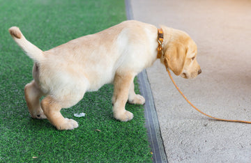 House Training A Puppy: What You Should Know