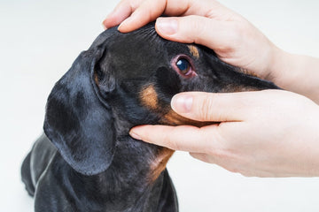 Conjunctivitis In Dogs