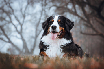 Photo of Bernese Mountain dog sitting in a pile of fall leaves