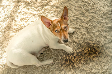 Dog looking up at camera, sitting next to urine accident on carpet due to urinary incontinence