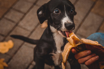 Owner feeding dog a banana