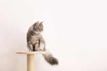 Grey cat sitting on top of cat tree