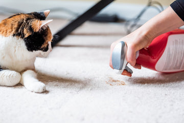 Cats Spraying Urine: Explanation & Prevention