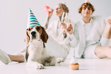 Celebrate With Your Dog
