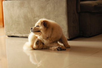 Beige puppy itching due to fleas or ticks 