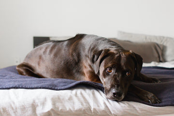 Dog looking sad laying on bed