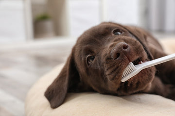 Dog Tooth Infection: Causes and Treatments