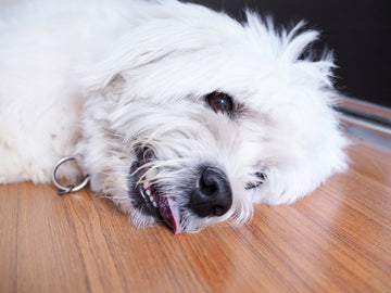 Dog Seizure Symptoms: What To Look Out For