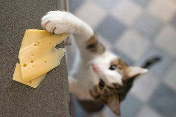 Cat reaching for sliced cheese on the countertop