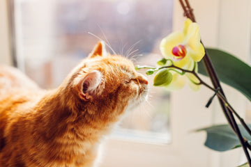 Are Orchids Poisonous To Cats?