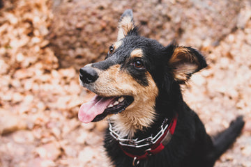 Dog happily looking up at owner while on a desert hike