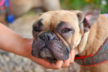 Dog with facial swelling around eyes