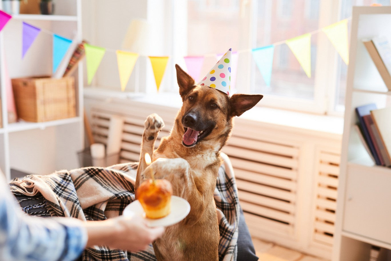 10 Dog Birthday Ideas: Party Tips, Dog-Safe Treats, & More | Dutch