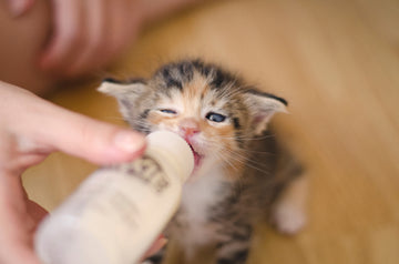 Kitten drinking from a bottle