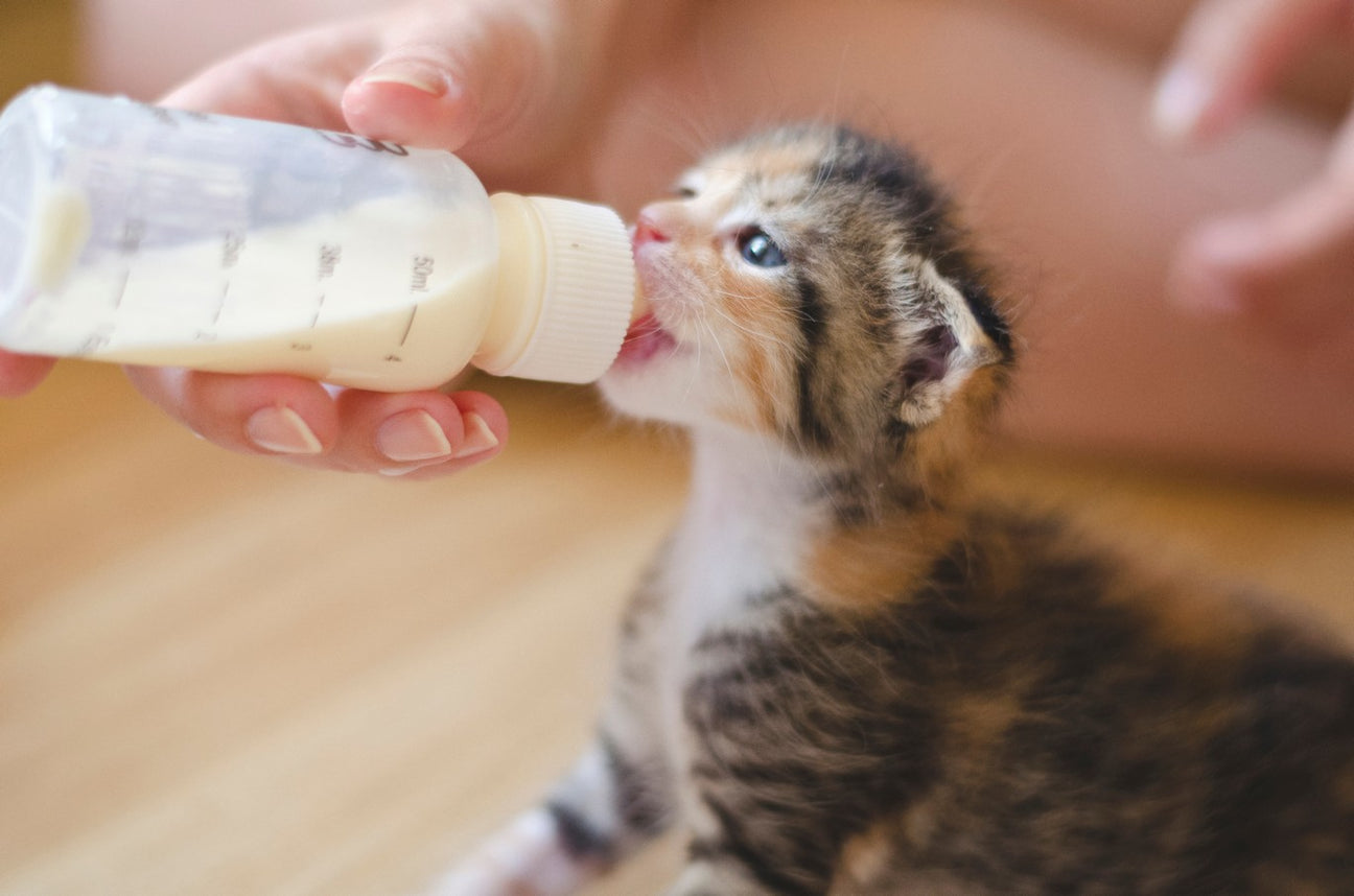 Are Cats Lactose Intolerant? Is Milk Bad For Cats? Dutch