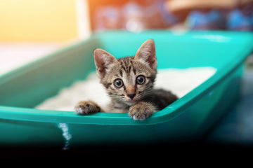 Is Silica Cat Litter Safe?