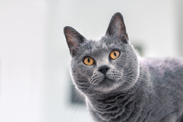 Gray Chartreux cat with orange eyes looking at camera