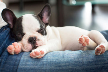 What Is The Best Puppy Sleep Schedule?
