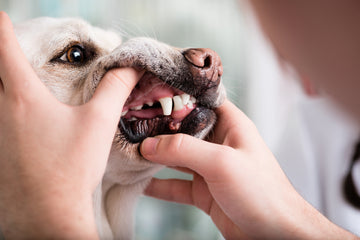 Person inspecting dog teeth