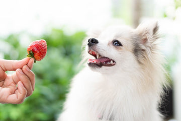 Hand holding up strawberry to happy dog