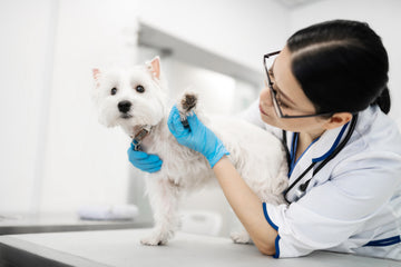 Vet checking a dog’s front paw on a table