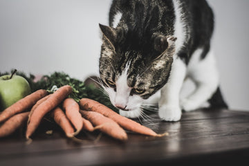 Can Cats Eat Carrots?