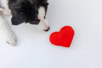 Black and white border collie sniffing a plush heart, representing heart disease in dogs.