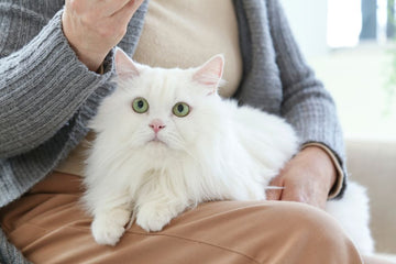 White cat sitting on woman’s lap