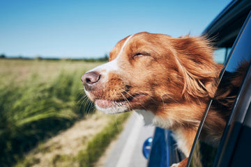 Happy dog with head sticking out of car window