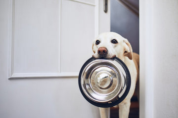 Dog holding bowl with mouth begging for food