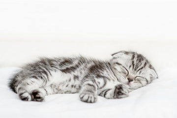 Why Is My Kitten Lethargic?