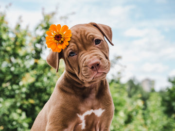 Dog outside with a flower on its ear
